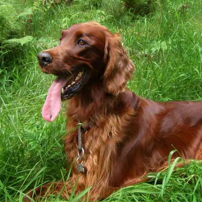 Red Setter Hündin zu sehr freudig erregt bei Besuch-Beitrag-Bild