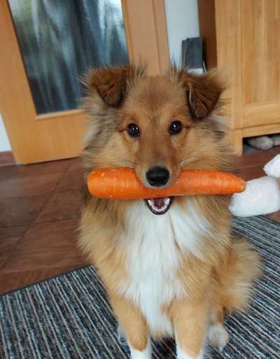 Fotochallenge 31 - Das perfekte Hundedinner-Beitrag-Bild