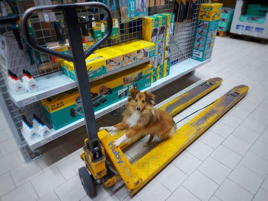 Was machen eure Hunde, wenn sie nicht schlafen?-Beitrag-Bild