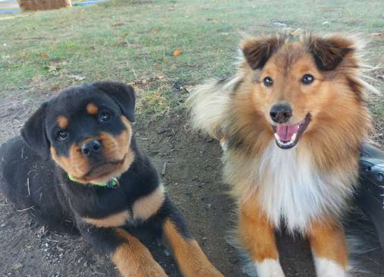 2 Hunde halten - weiß jemand Rat?-Beitrag-Bild