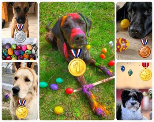 Dogorama Photo Challenge - Ostereiersuche-Beitrag-Bild