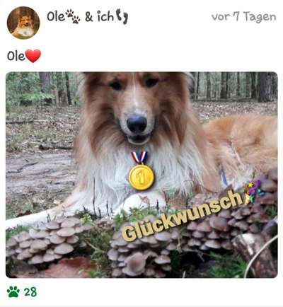 Dogorama Photo Challenge - Pilze-Beitrag-Bild