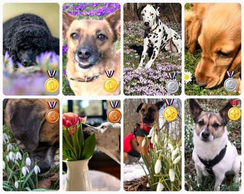 Dogorama Photo Challenge - die ersten Frühjahrsblumen-Beitrag-Bild