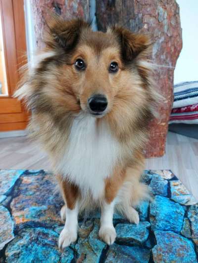 Shelties-Beitrag-Bild