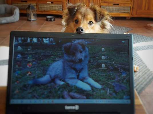 16. HANDYFOTO-CHALLENGE

Mein Hund das Arbeitstier:🐕-Beitrag-Bild