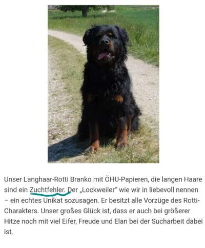 Rottweiler/-Mischlinge-Beitrag-Bild