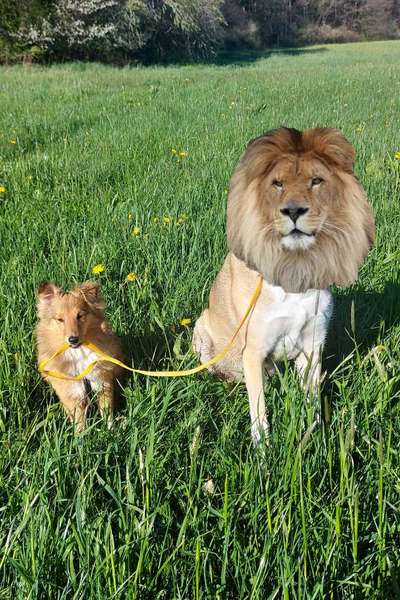 Photomontagen mit Hund-Beitrag-Bild