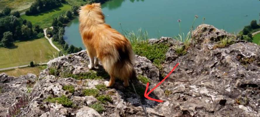 29. Collagen Challenge - Wandern mit Hund-Beitrag-Bild