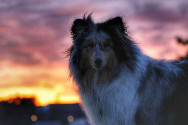 Sonnenaufgänge oder - untergänge-Beitrag-Bild