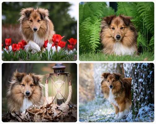 55.Fotocollagen  Challenge  4 Jahreszeiten-Beitrag-Bild