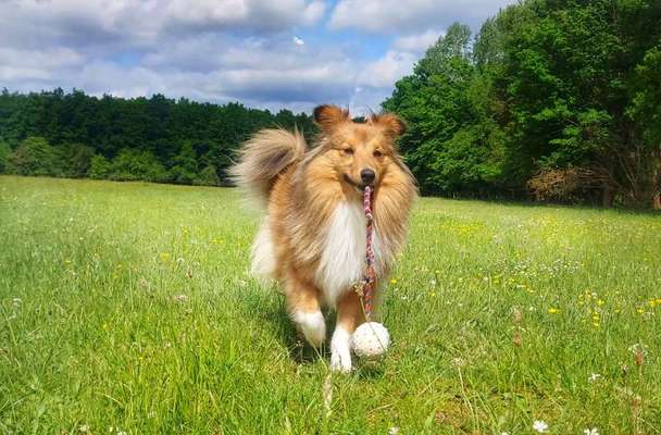 Dogorama Photo Challenge - Apportieren-Beitrag-Bild