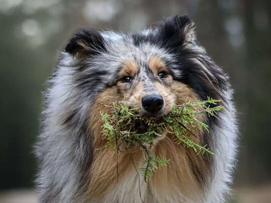 Fotochallenge NR. 123     -Karneval der Tiere--Beitrag-Bild