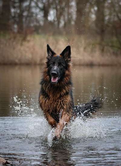 Fotochallenge - fremde Hunde-Beitrag-Bild