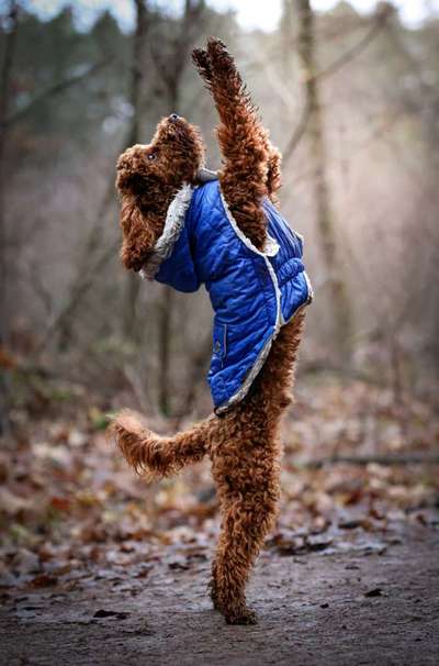 Fotochallenge - fremde Hunde-Beitrag-Bild