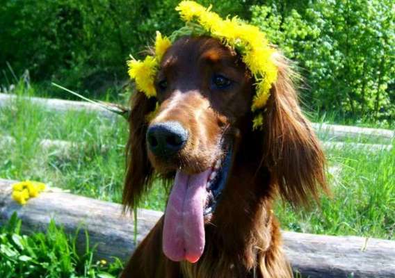 Fotochallange nr. 106
Der geschmückte Hund.-Beitrag-Bild