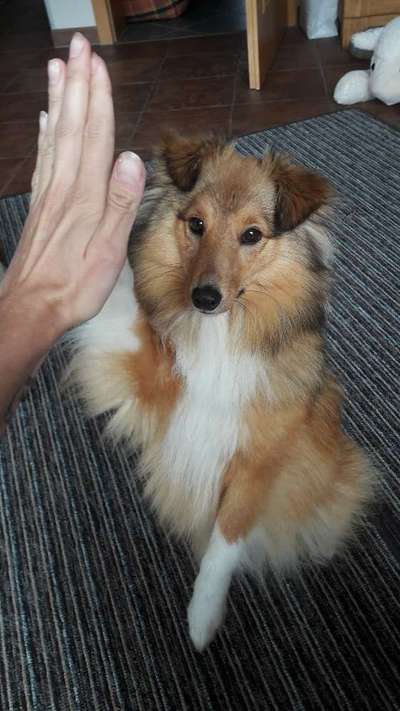 Dogorama Blog Challenge: Hundetricks-Beitrag-Bild