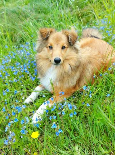 Shelties-Beitrag-Bild