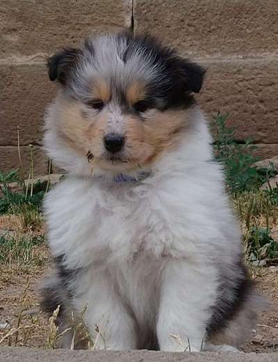 Langhaar Collies-Beitrag-Bild