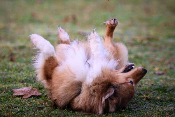 Dogorama Photo Challenge - Wälzen-Beitrag-Bild