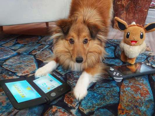 FOTO CHALLENGE 77 - Dein Hund im Spiel-Beitrag-Bild