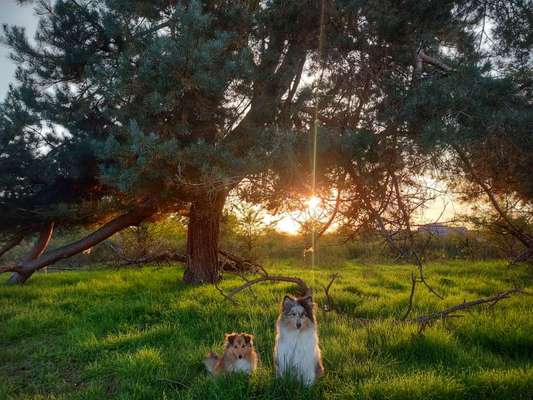 Die wunderschöne Welt mit Hund.-Beitrag-Bild