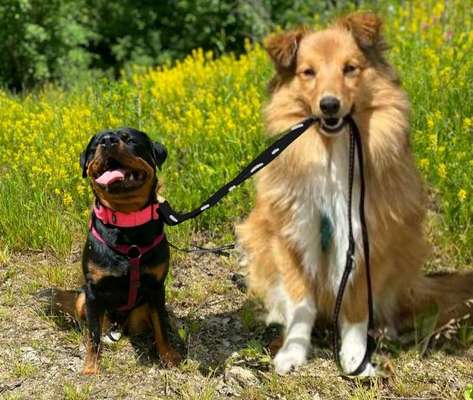 Photomontagen mit Hund-Beitrag-Bild