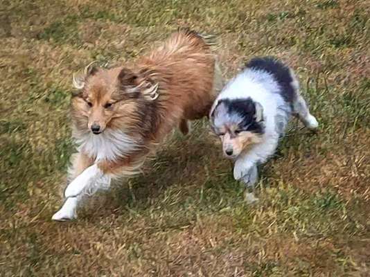 Collies gesucht-Beitrag-Bild