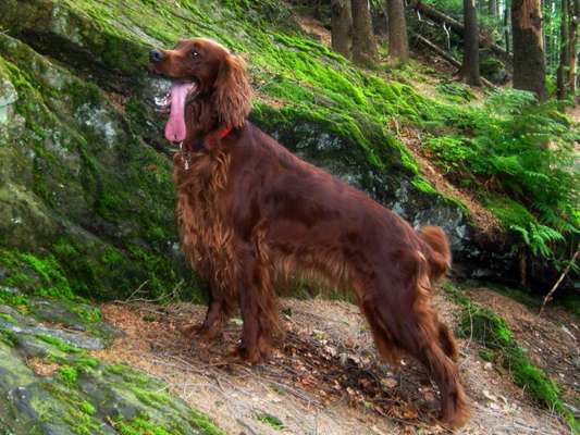 Gespräche zwischen Hund und Halter-Beitrag-Bild