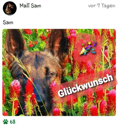 Dogorama Photo Challenge - Tarnung ist alles-Beitrag-Bild