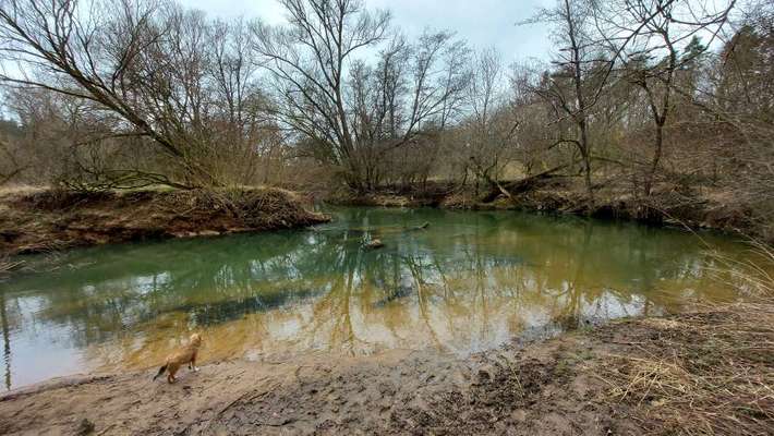 Hundeauslaufgebiet-Wiesengrund am Fluss-Bild