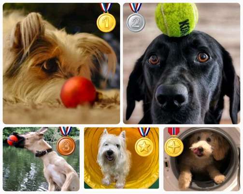 Dogorama Photo Challenge - Rund-Beitrag-Bild