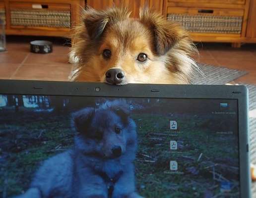 Gespräche zwischen Hund und Halter-Beitrag-Bild