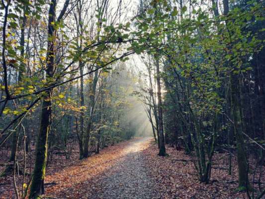 Die wunderschöne Welt mit Hund.-Beitrag-Bild