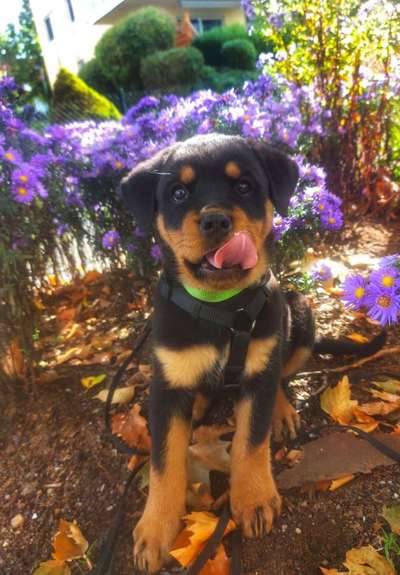 2 Hunde halten - weiß jemand Rat?-Beitrag-Bild