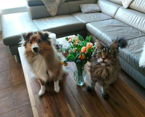 Voila app Bilder-Beitrag-Bild