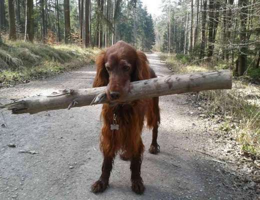 Weihnachtsmanns Rute-Beitrag-Bild