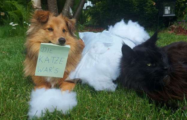 Hund und Katz Momente-Beitrag-Bild