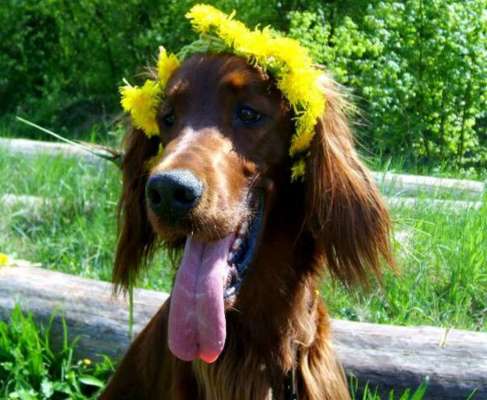 Fotochallenge Nr. 59 - Mein Hund zeigt die Zunge-Beitrag-Bild