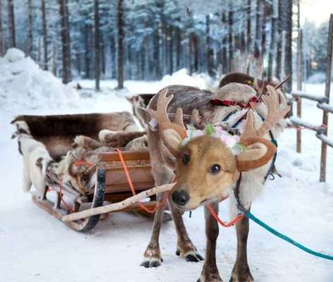 Photomontagen mit Hund-Beitrag-Bild