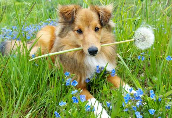 Die Dogorama Monats Challenge "Es grünt und blüht"-Beitrag-Bild