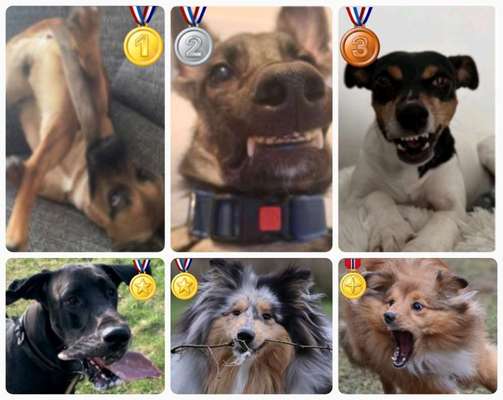 20. Collagen Challenge - "Lustige Schnappschüsse"-Beitrag-Bild