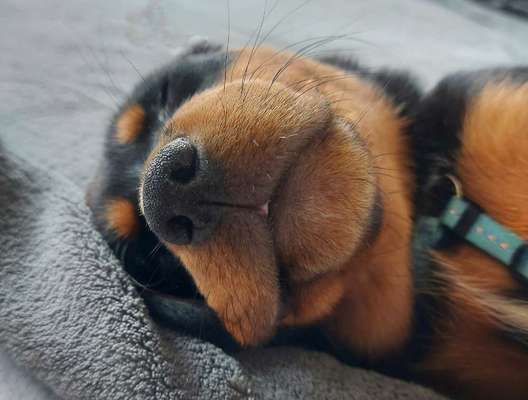 FOTO-Challenge  NR. 91: Die pure Entspannung-Beitrag-Bild