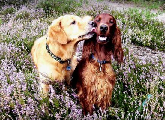 Best friends day-Beitrag-Bild