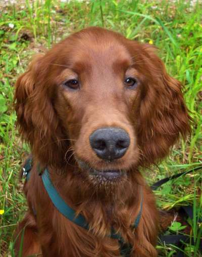 Irisch setter-Beitrag-Bild
