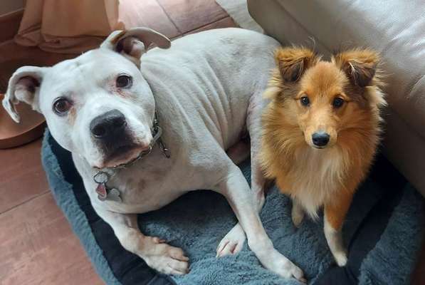 Knutschkugeln aka Kampfschmuser-Beitrag-Bild