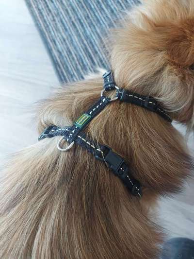 Wieviel Geschirre und Leinen habt Ihr?-Beitrag-Bild