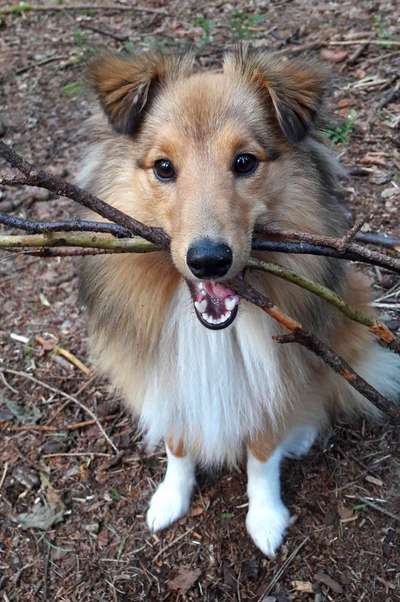 Weihnachtsmanns Rute-Beitrag-Bild