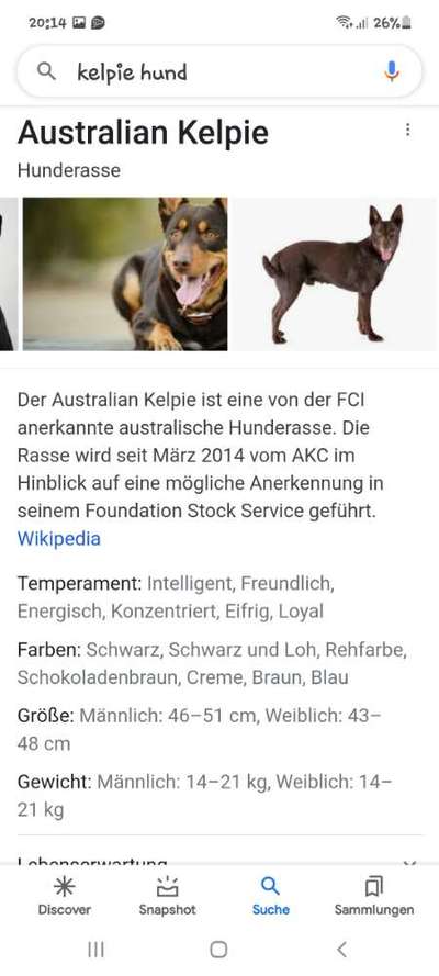 Mischlinge raten - Rätselspaß-Beitrag-Bild