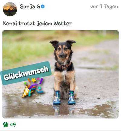 Dogorama Photo Challenge - Regenwetter-Beitrag-Bild