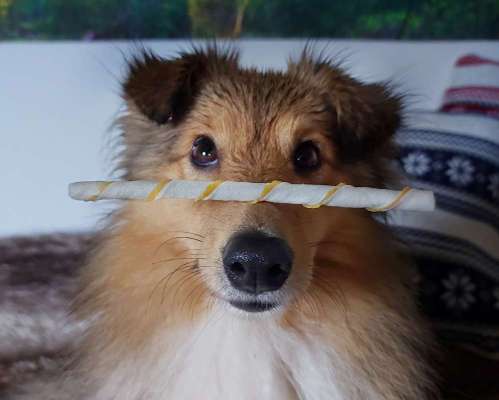 Fotochallenge Nr. 102: Futter balancieren-Beitrag-Bild